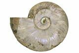Silver Iridescent Ammonite (Cleoniceras) Fossil - Madagascar #260910-1